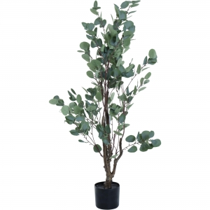 Planta Eucaliptus con Pote